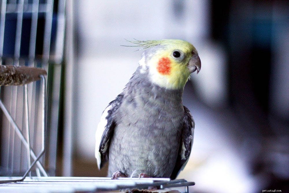 Quanti anni dovrebbe avere un uccello Cockatiel quando lo acquisti?