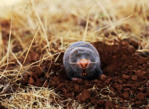 Maken mollen geweldige huisdieren? Wat u moet weten!