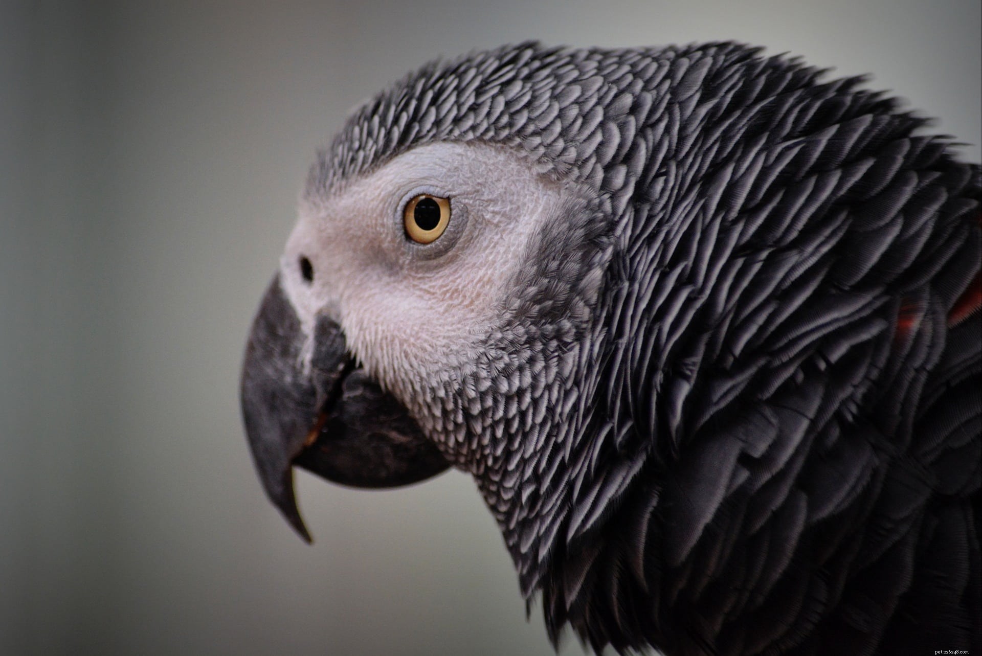 灰色のコンゴウインコの鳥の種はありますか？ 