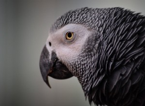 Is er een grijze ara-vogelsoort?