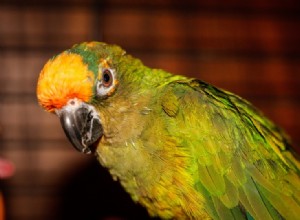 Conure broskvová