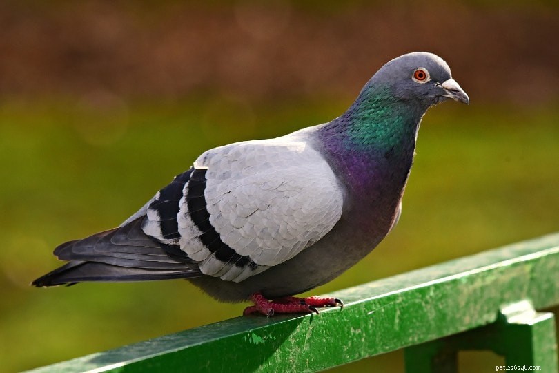 Les pigeons font-ils de bons animaux de compagnie ? Ce que vous devez savoir !
