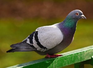 Zijn duiven goede huisdieren? Wat u moet weten!