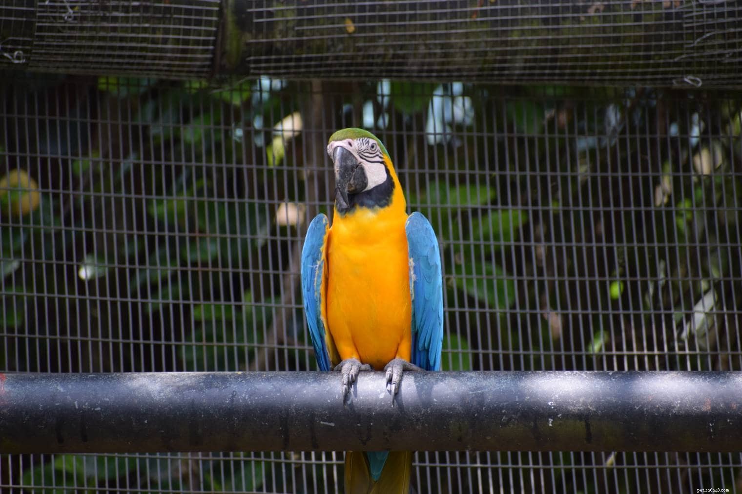 Голубо-золотой ара