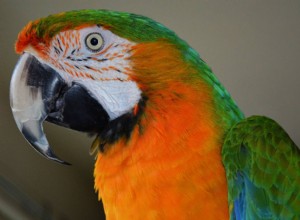 Camelot Macaw