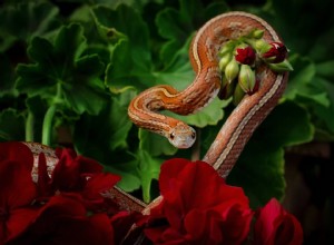 Tessera Corn Snake Morph