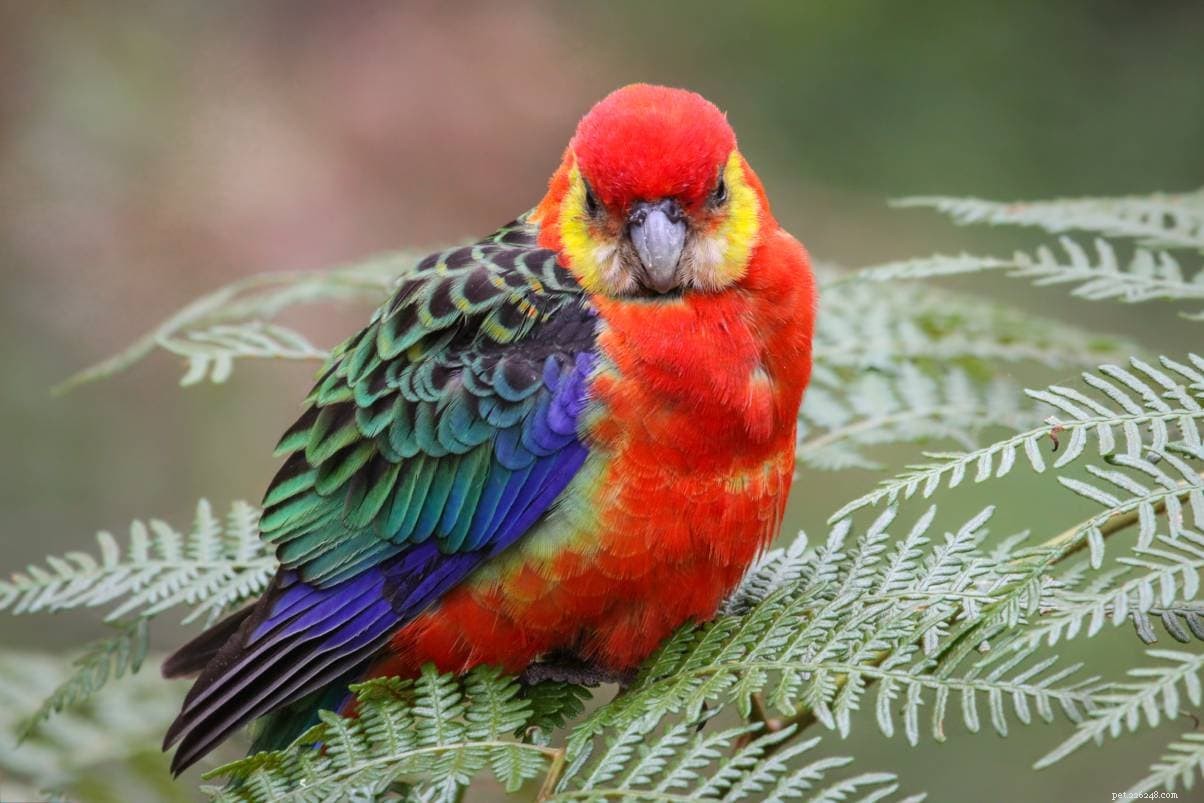 6 pássaros Rosella que são ótimos animais de estimação