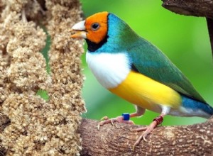 Gouldian Finch