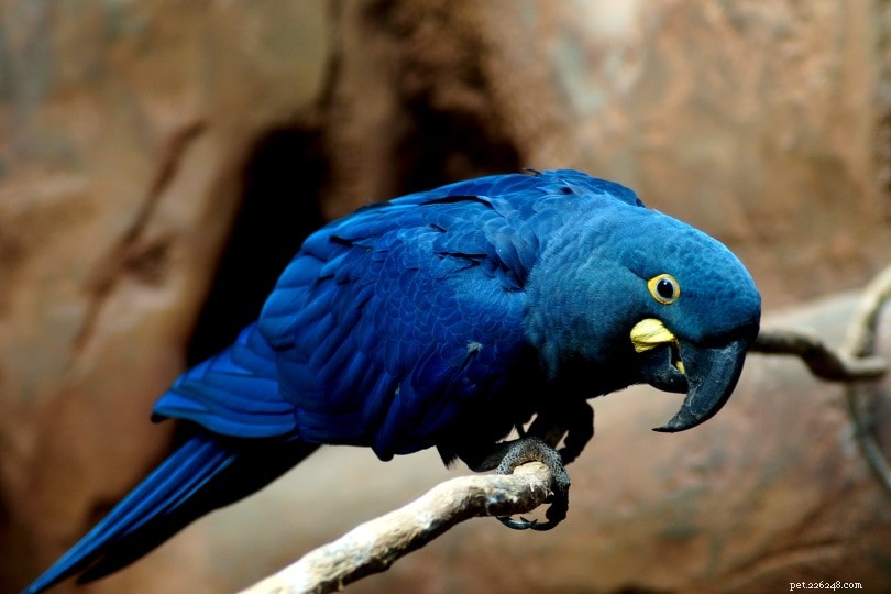 8 znaků, že vás má váš papoušek rád
