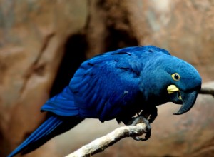 8 znaků, že vás má váš papoušek rád