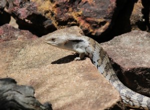 Kolik stojí skink modrého jazyka? (Cenový průvodce 2022)