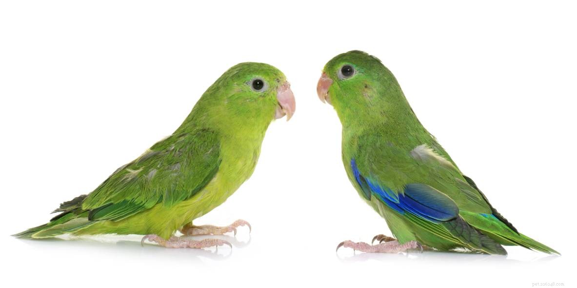 самец или самка попугая? Как выявить различия