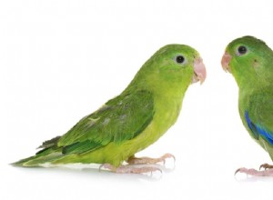 Sameček nebo samička papouška? Jak identifikovat rozdíly