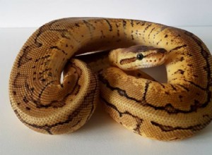 Lemon Blast Ball Python Morph