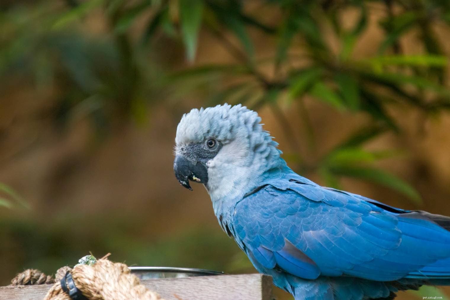Är Spix’s Macaw utdöd?