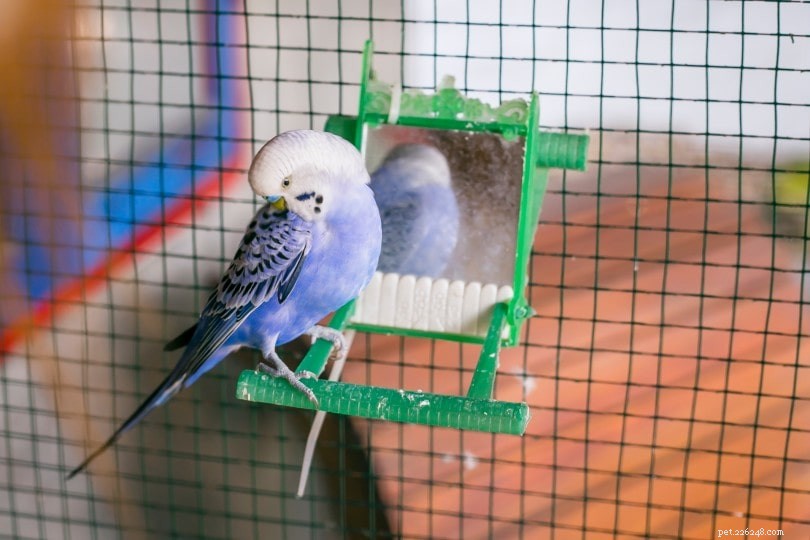 Parakeet purpurový