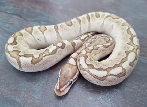 Bamboo Ball Python Morph