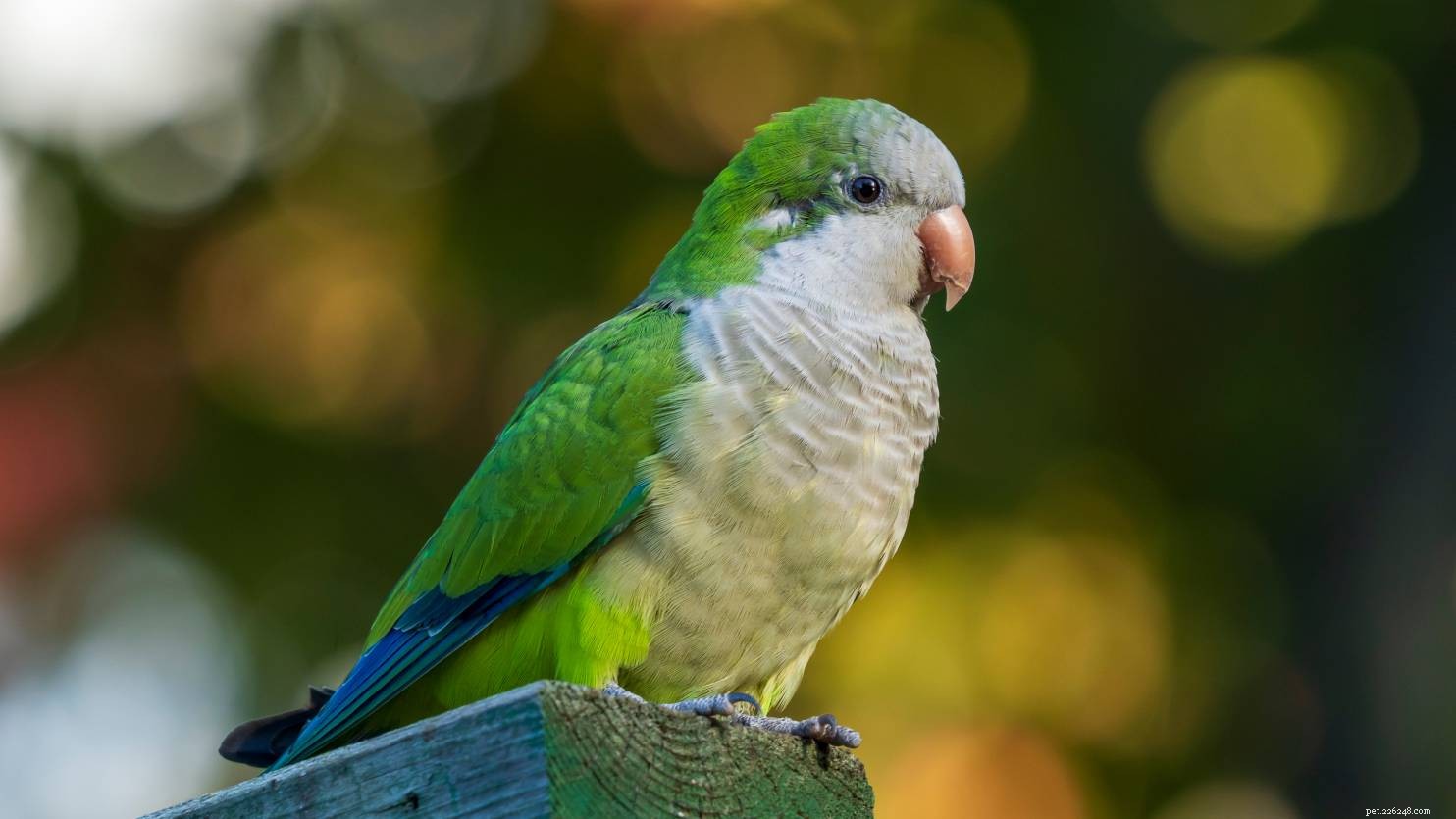 Hoeveel kost een Quaker-papegaai? (2022 Prijsgids)