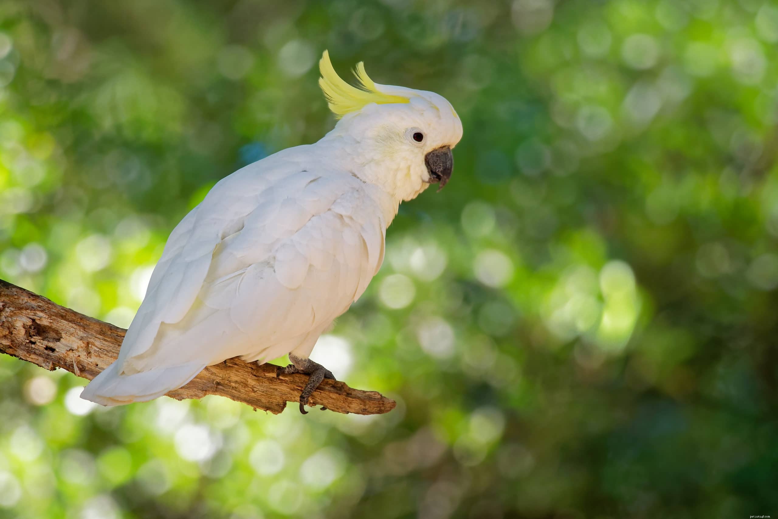 노란 볏 앵무새