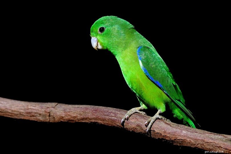 Синекрылый попугай