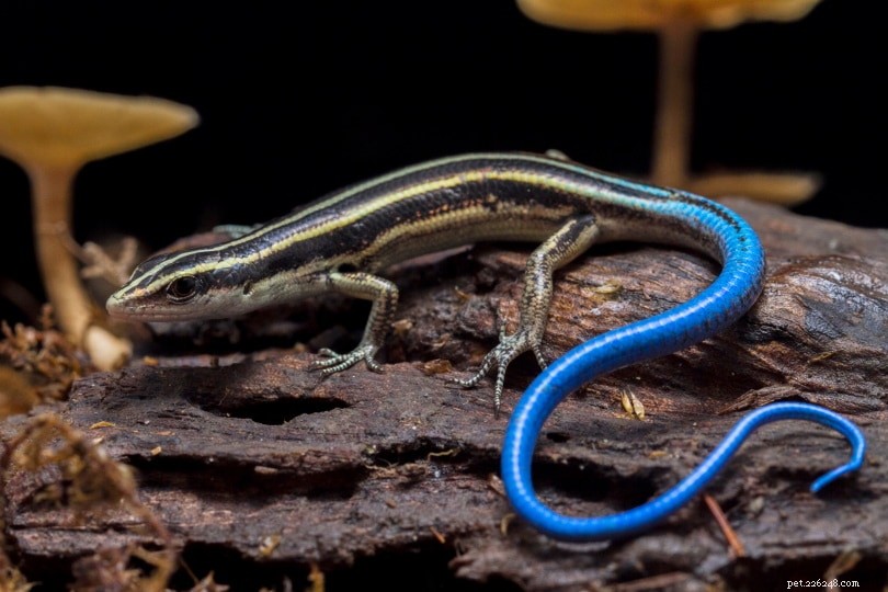 Cosa mangiano gli scinchi dalla coda blu in natura e come animali domestici?