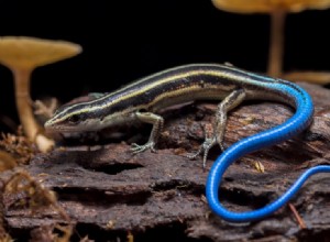 Wat eten blauwstaartskinks in het wild en als huisdier?