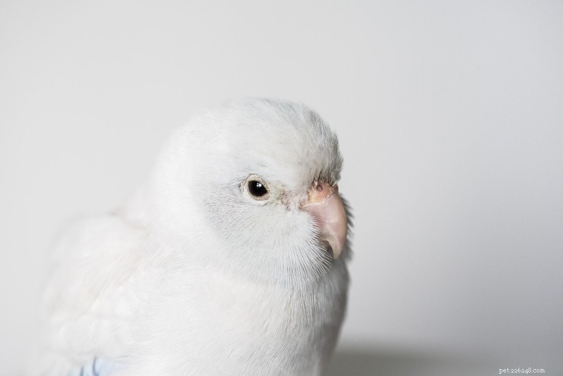 Papagaio branco americano