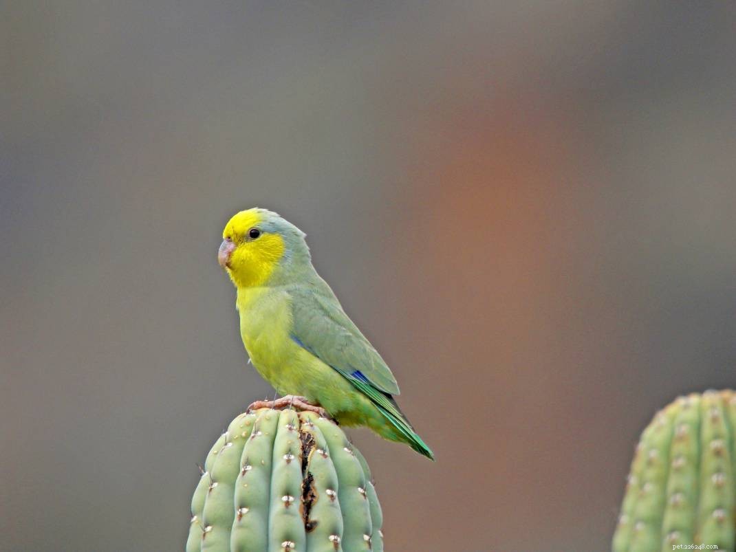 Papoušek žlutolící
