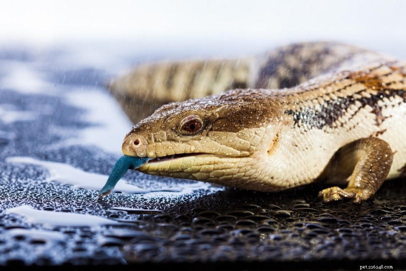 O que lagartos de língua azul comem na natureza e como animais de estimação?