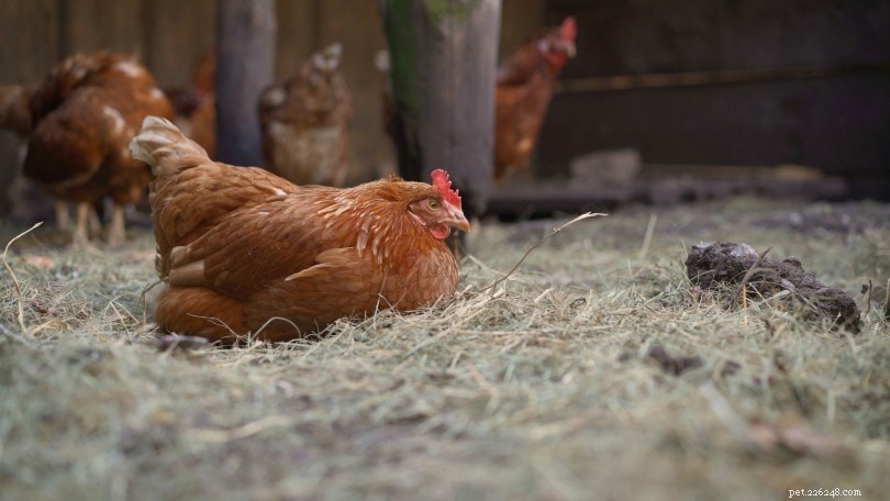 Kdy začínají kuřata snášet vejce? (5 znaků, které je třeba hledat)