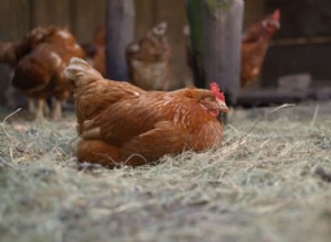 닭은 언제 알을 낳기 시작합니까? (찾아야 할 5가지 신호)