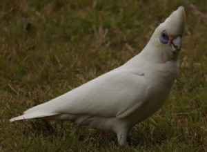 Kaketoe met blote ogen