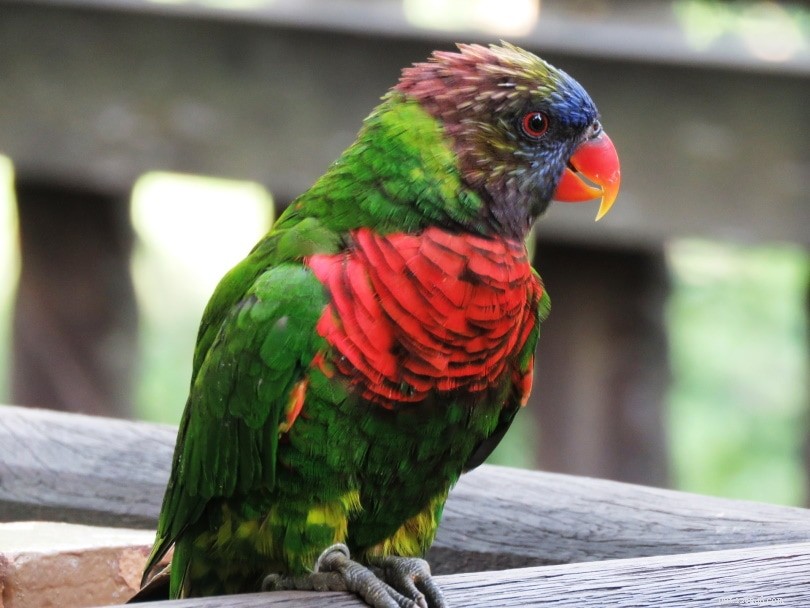 앵무새가 다채로운 이유는 무엇입니까?