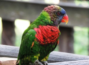 Почему попугаи разноцветные?
