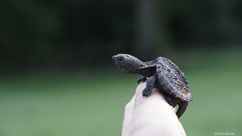 Que mangent les bébés tortues serpentines dans la nature et comme animaux de compagnie ?
