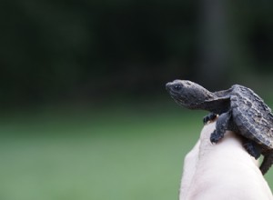 Wat eten bijtschildpadden in het wild en als huisdier?