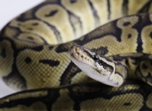 Calico Ball Python Morph