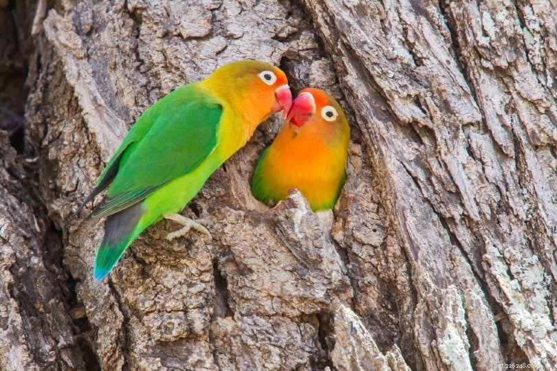 Fischer s Lovebird:Personality, Pictures and Care Guide