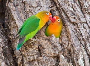 Fischer s Lovebird:Osobnost, obrázky a průvodce péčí