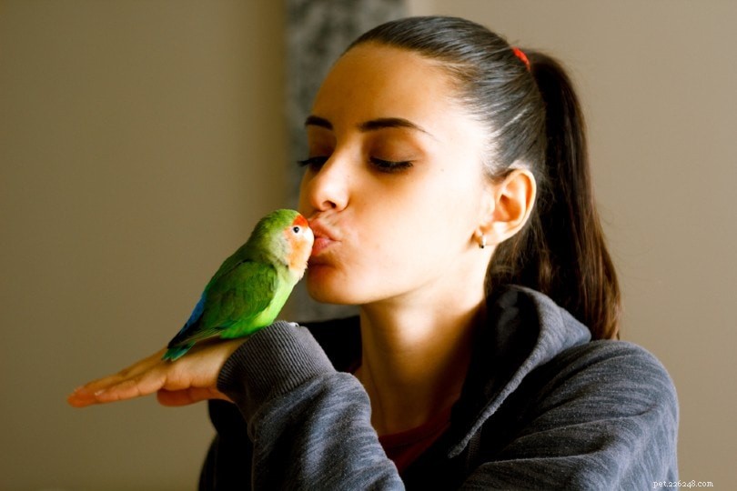 Hur du binder dig till din Lovebird (7 beprövade tips)