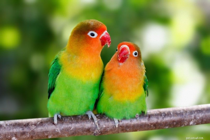 Hur man berättar åldern på en Lovebird (med bilder)