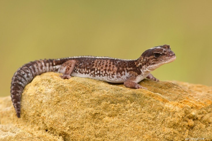 12 formes et couleurs de gecko à queue grasse africaine (avec images)