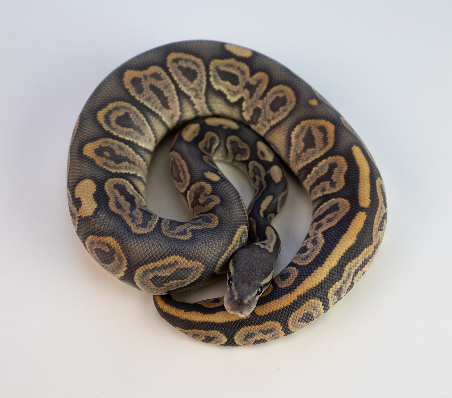 Morph Leopard Ball Python