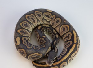 Leopard Ball Python Morph