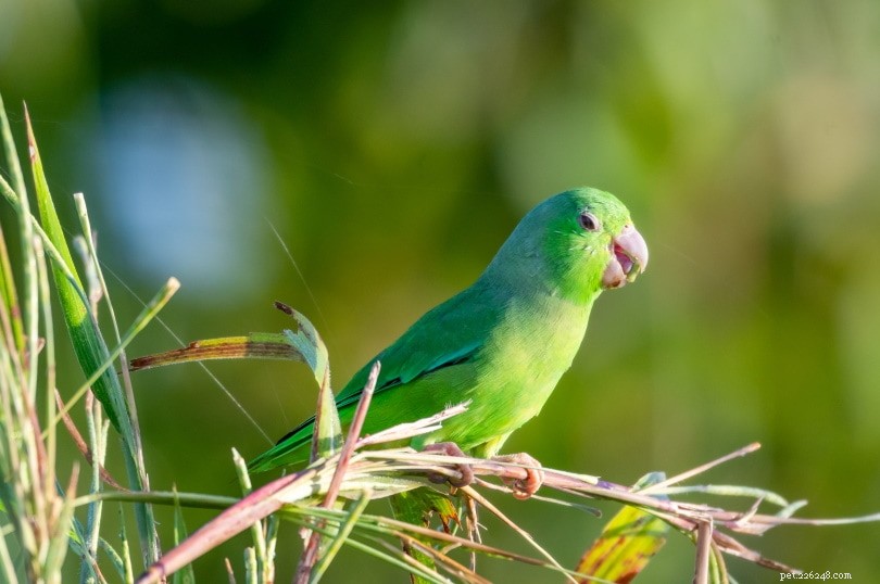 9 papouščích zvuků a jejich význam (se zvukem)