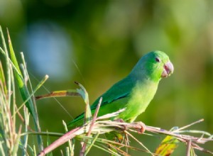 9 Parrotlet-geluiden en hun betekenis (met audio)