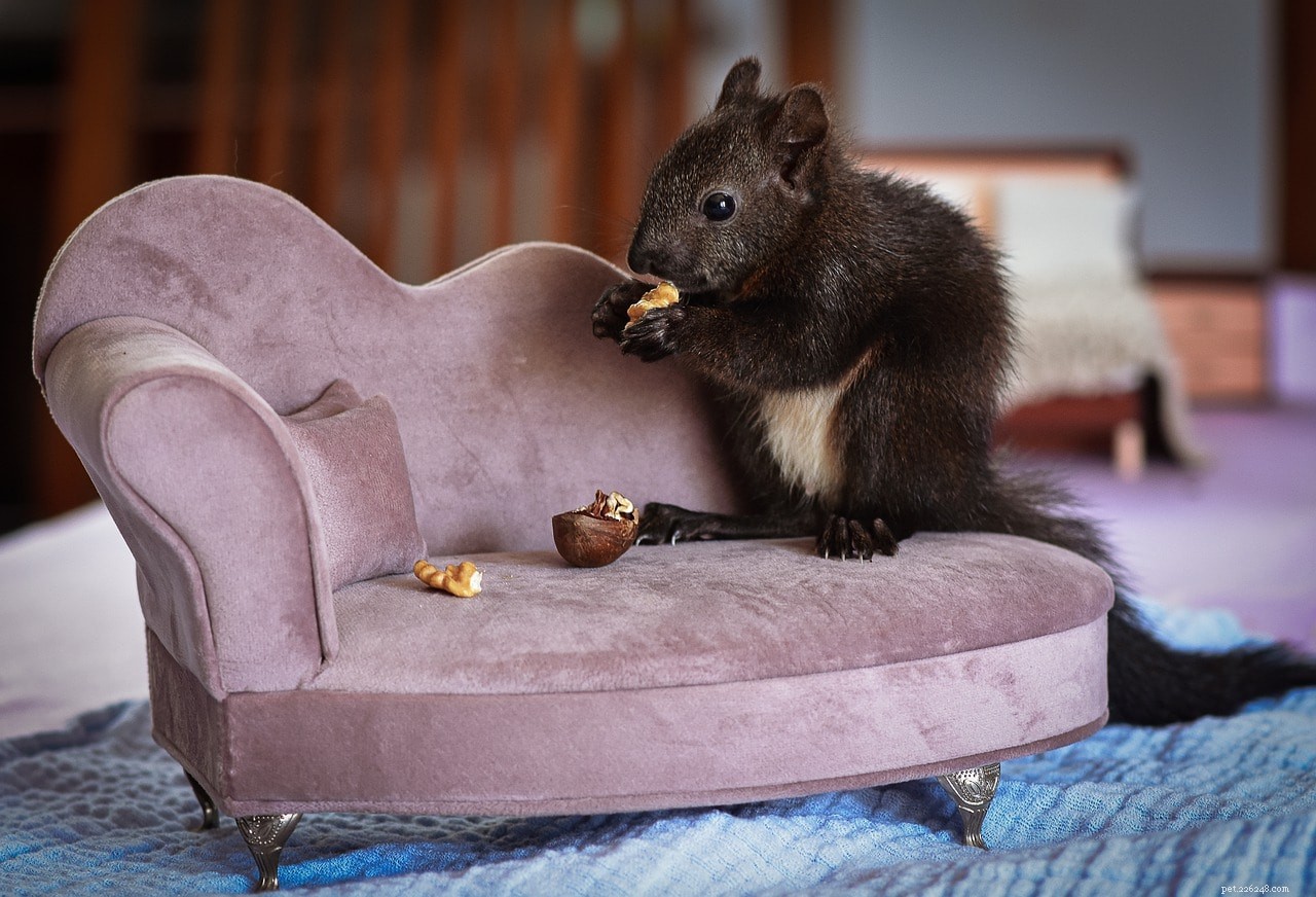다람쥐는 무엇을 먹나요?