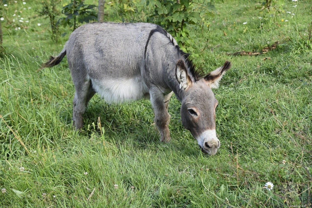 O que os burros comem na natureza e como animais de estimação?