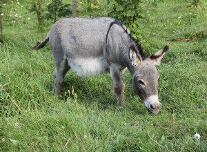 Wat eten ezels in het wild en als huisdier?