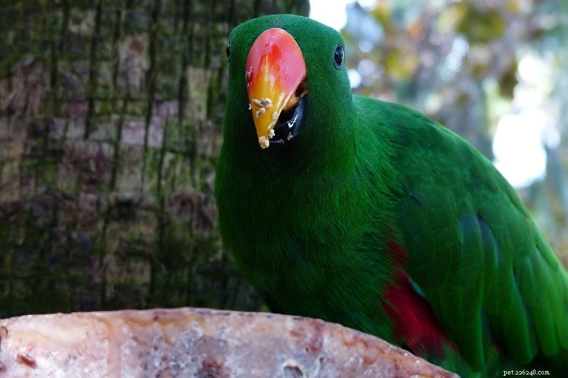 Vad äter papegojor i naturen och som husdjur?